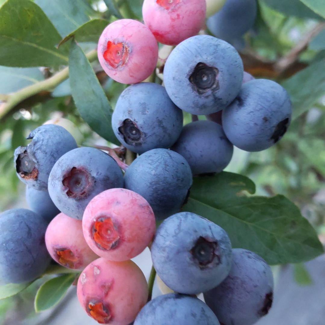 ★完熟冷凍ブルーベリーkg★