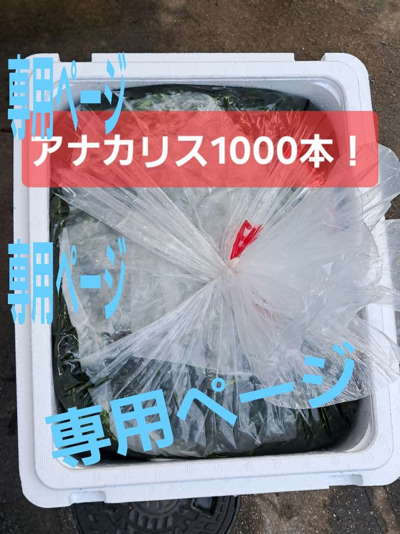 【専用ページ】天然 アナカリス、1000本【超メルカリ市価格】