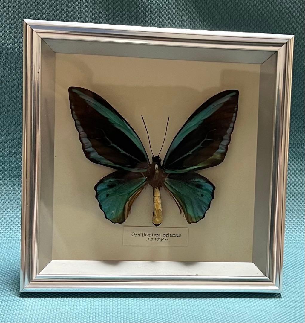 希少蝶標本メガネアゲハ（異常型）蝶標本採取現状品のみケース20x19cm