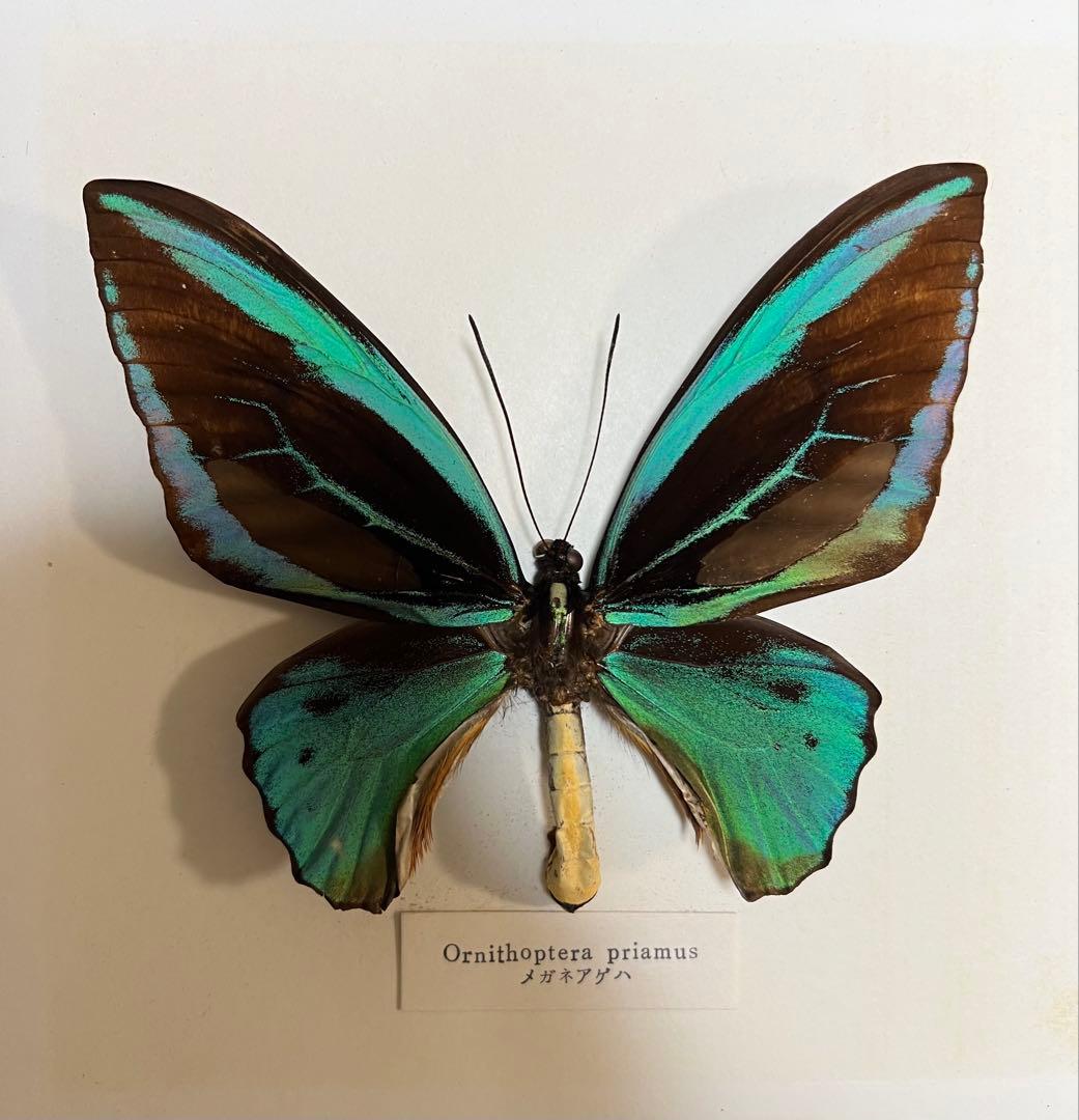 希少蝶標本メガネアゲハ（異常型）蝶標本採取現状品のみケース20x19cm