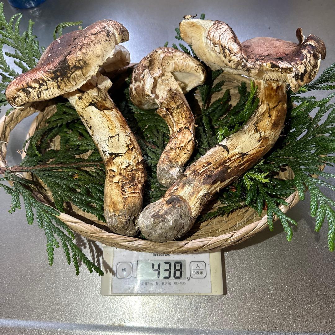 訳あり品‼️国産天然松茸‼️430g‼️