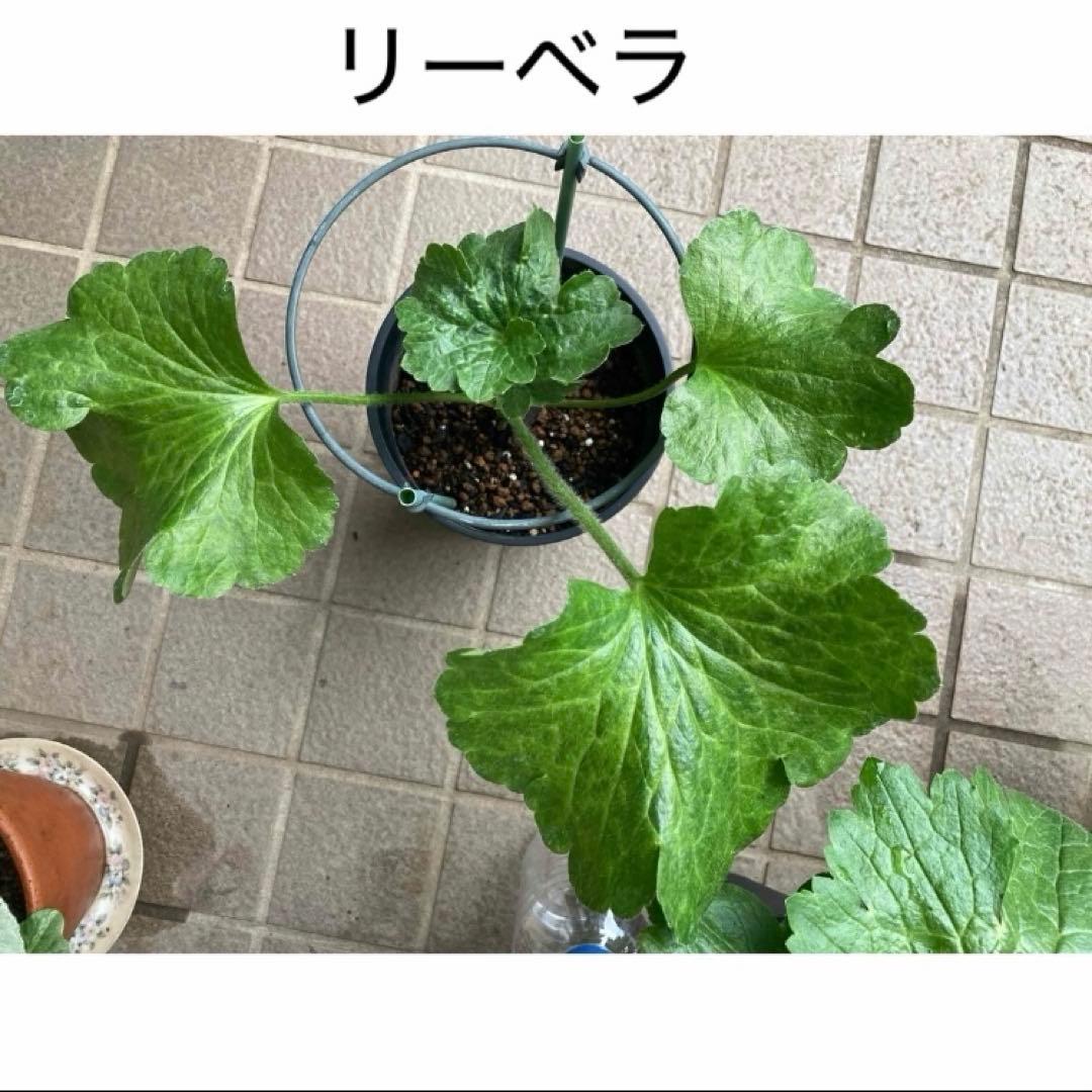 ♡⭐︎美晴⭐︎♡