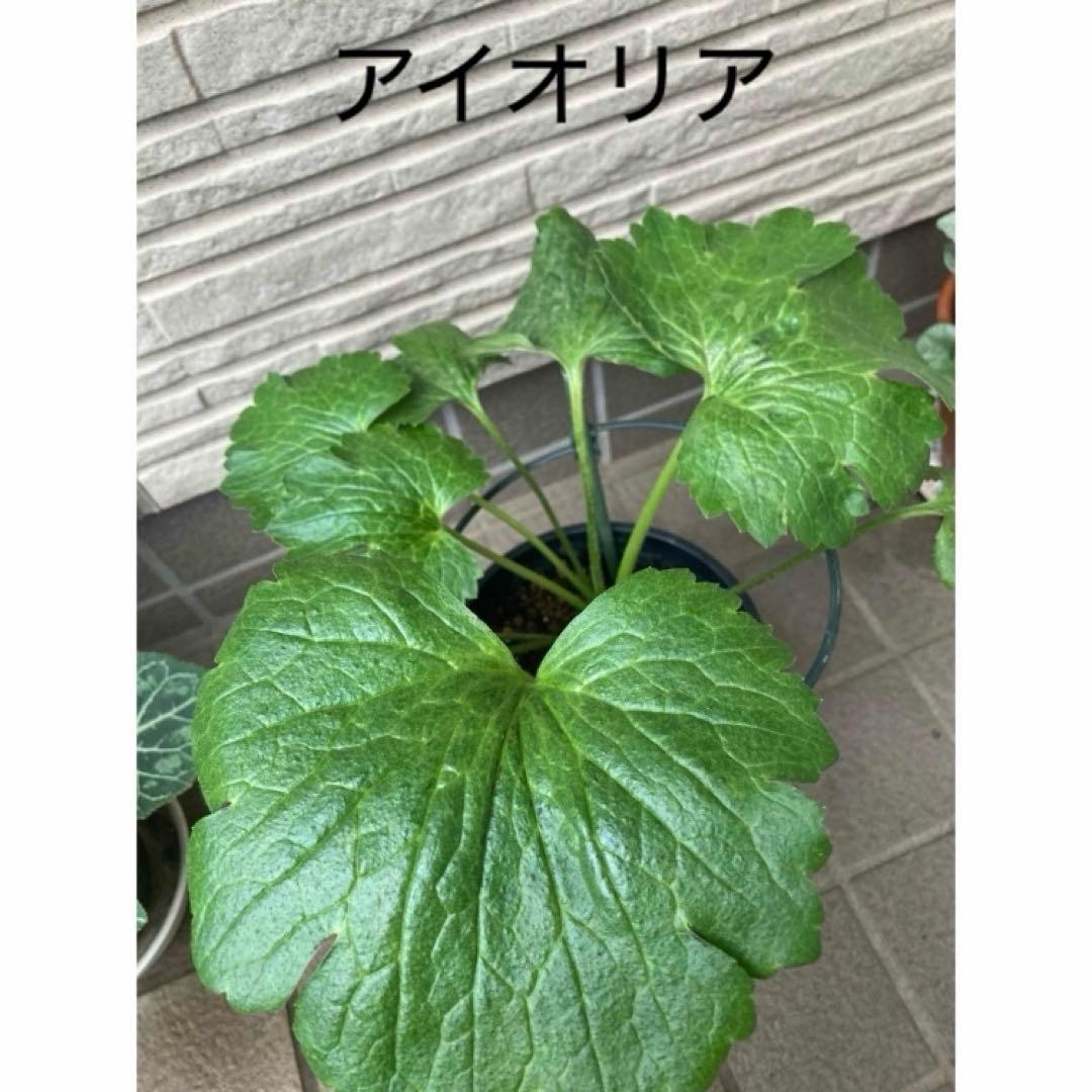 ♡⭐︎美晴⭐︎♡