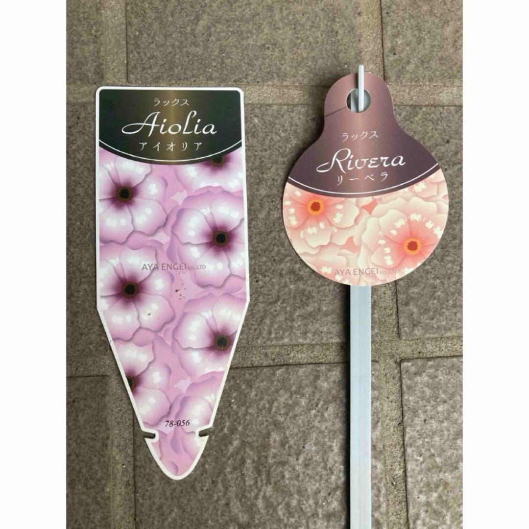 ♡⭐︎美晴⭐︎♡