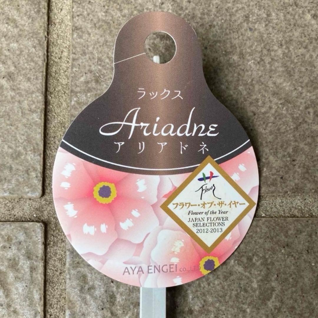 ♡⭐︎美晴⭐︎♡