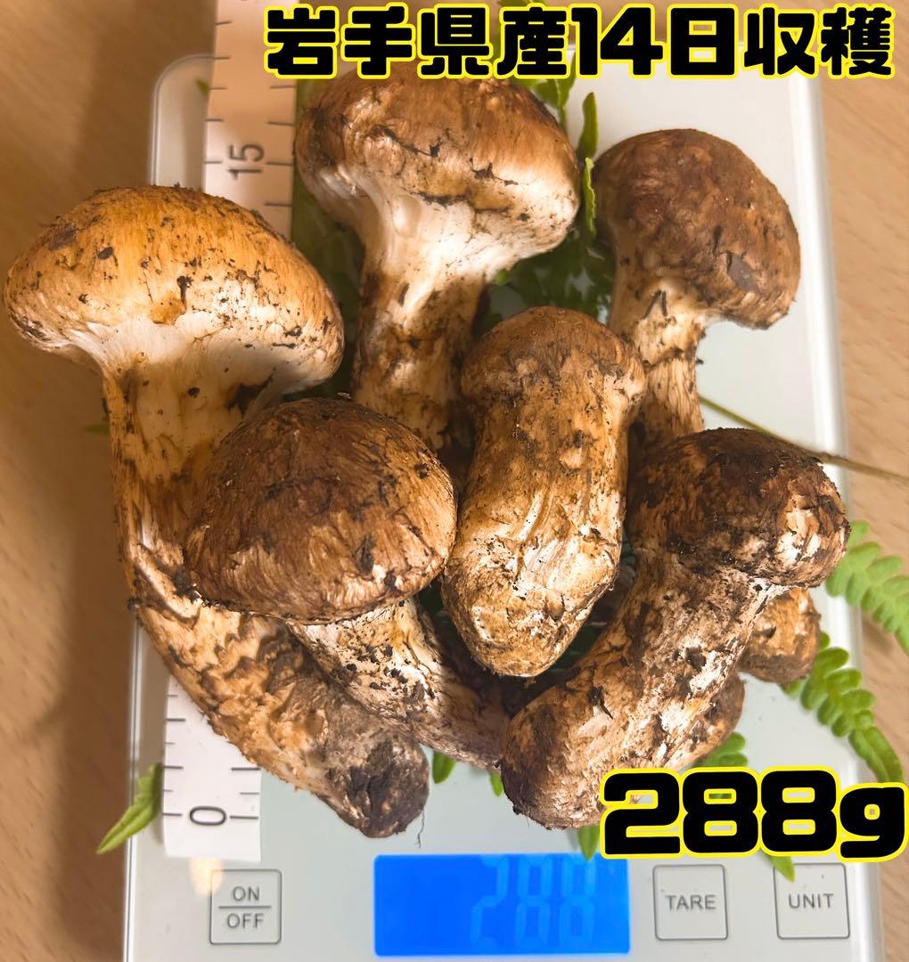 岩手県産松茸14日収穫288g