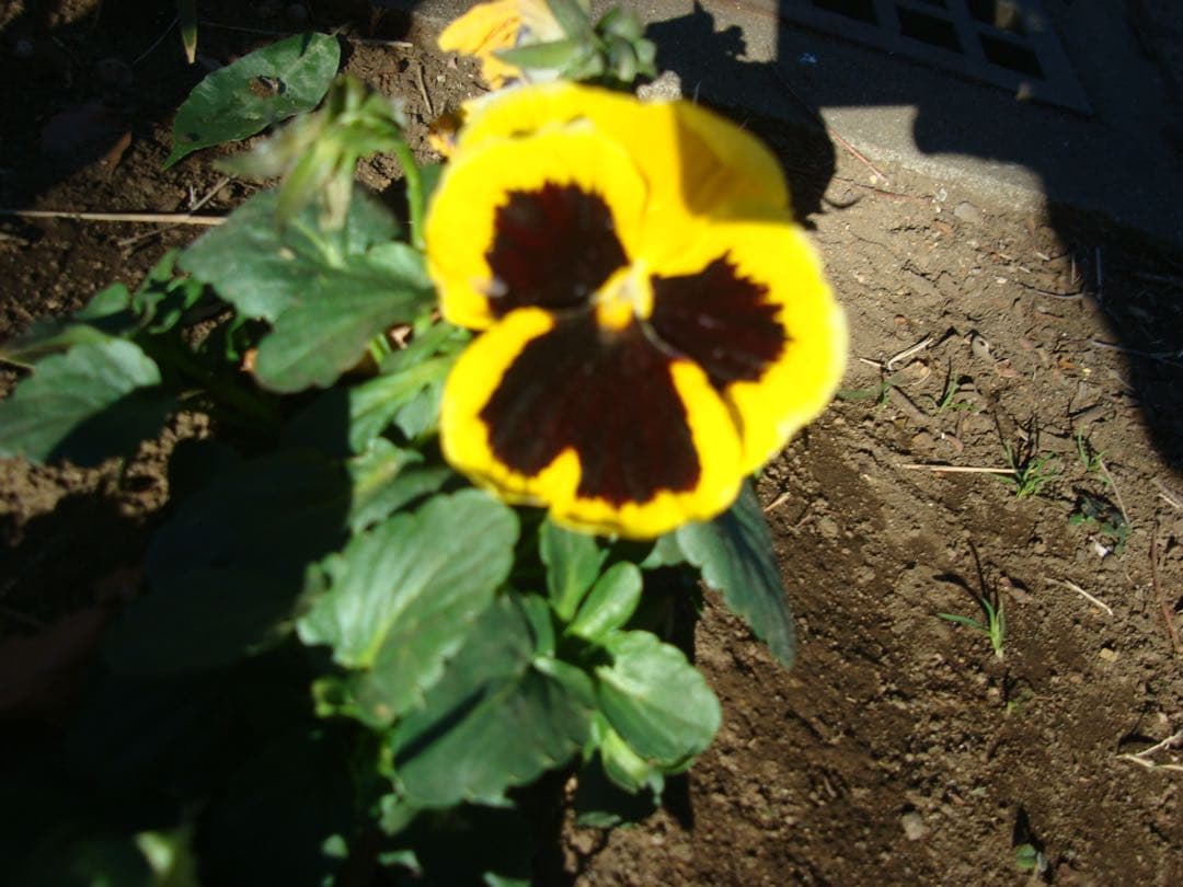 【動作確認済】SONY DSC-W200 サイバーショット デジタルカメラ