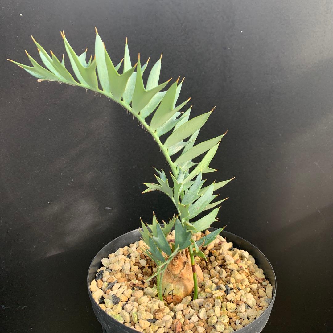 【南ア産・発根済】エンセファラルトス・ホリダス 約5cm +子株2｜No4-14