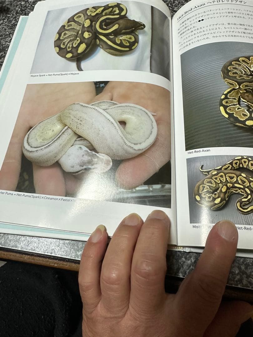 PERFECT BALLPYTHON 書籍