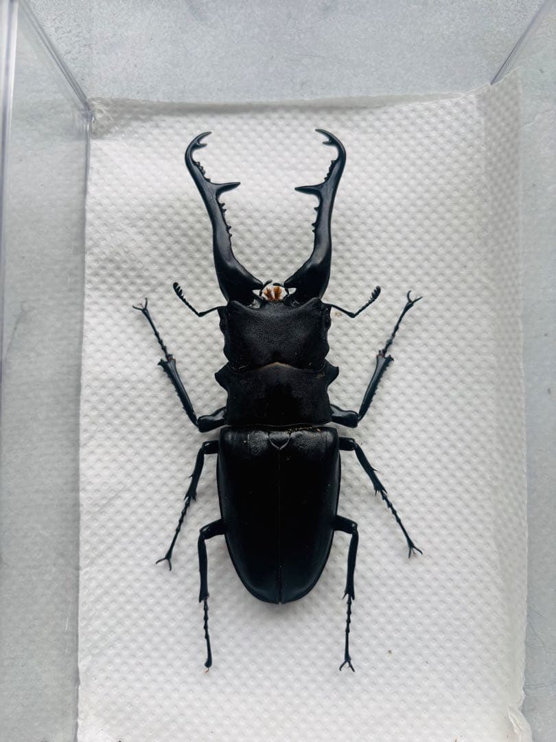 特大　ギラファノコギリクワガタ　オス113ミリ　標本