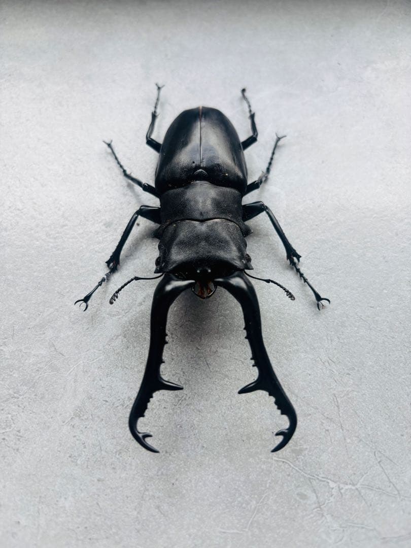 特大　ギラファノコギリクワガタ　オス113ミリ　標本