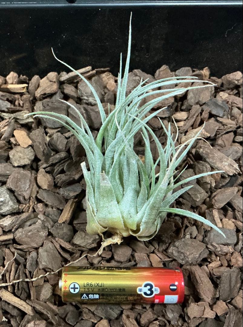 チランジア　カウツキー　カウツキー氏由来　(エアプランツ図鑑　表紙のカウツキー)