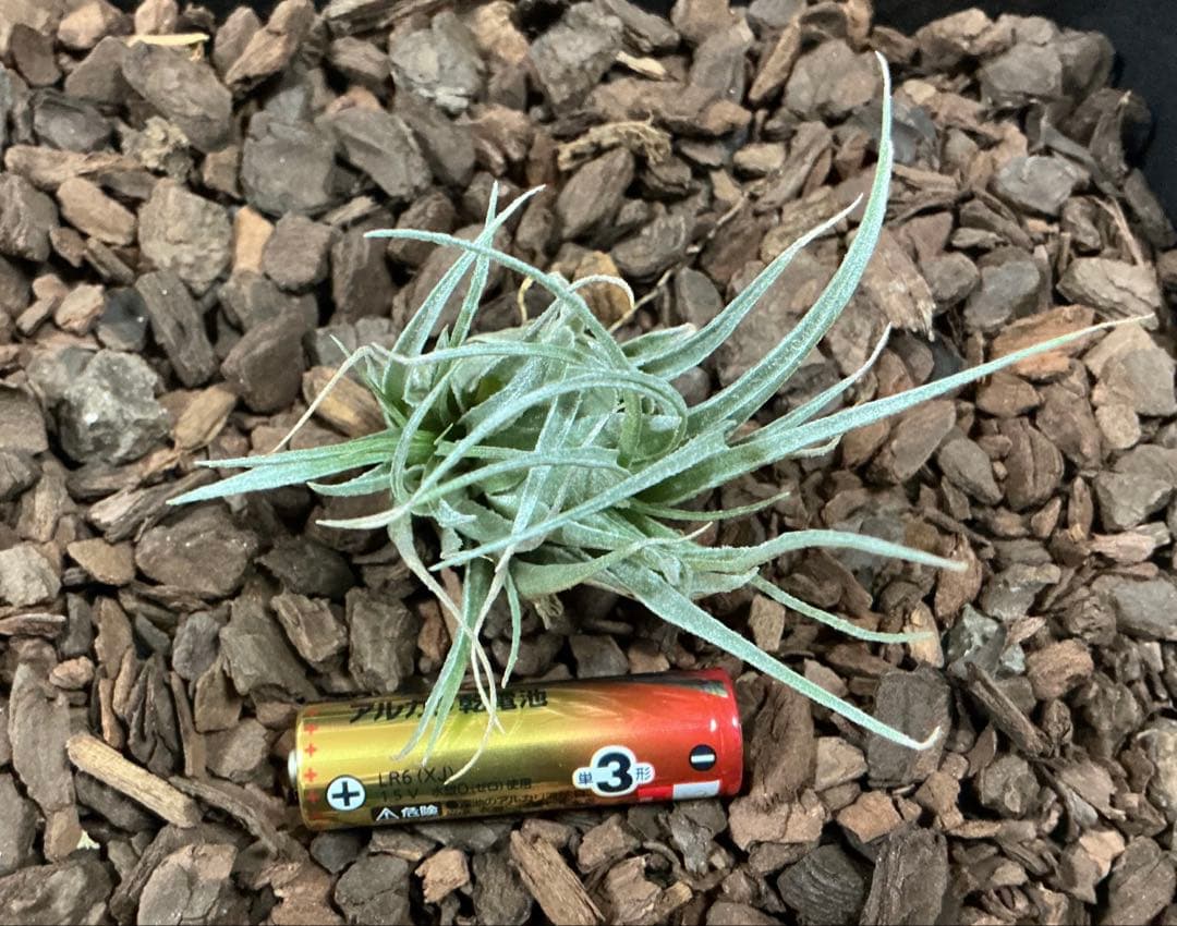 チランジア　カウツキー　カウツキー氏由来　(エアプランツ図鑑　表紙のカウツキー)