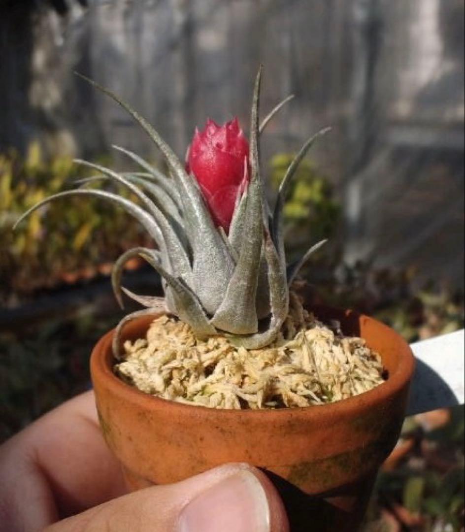 チランジア　カウツキー　カウツキー氏由来　(エアプランツ図鑑　表紙のカウツキー)