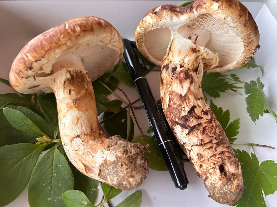 ＊山形県産＊ 松茸　175g