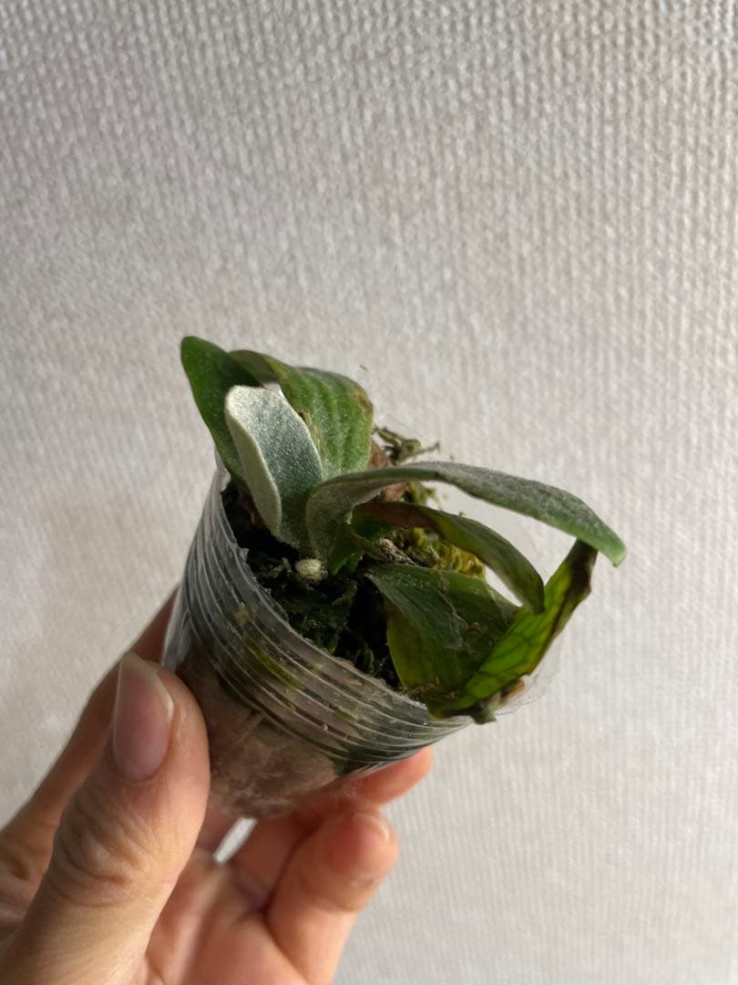 T*x様 ビカクシダ　フィッシュボーン