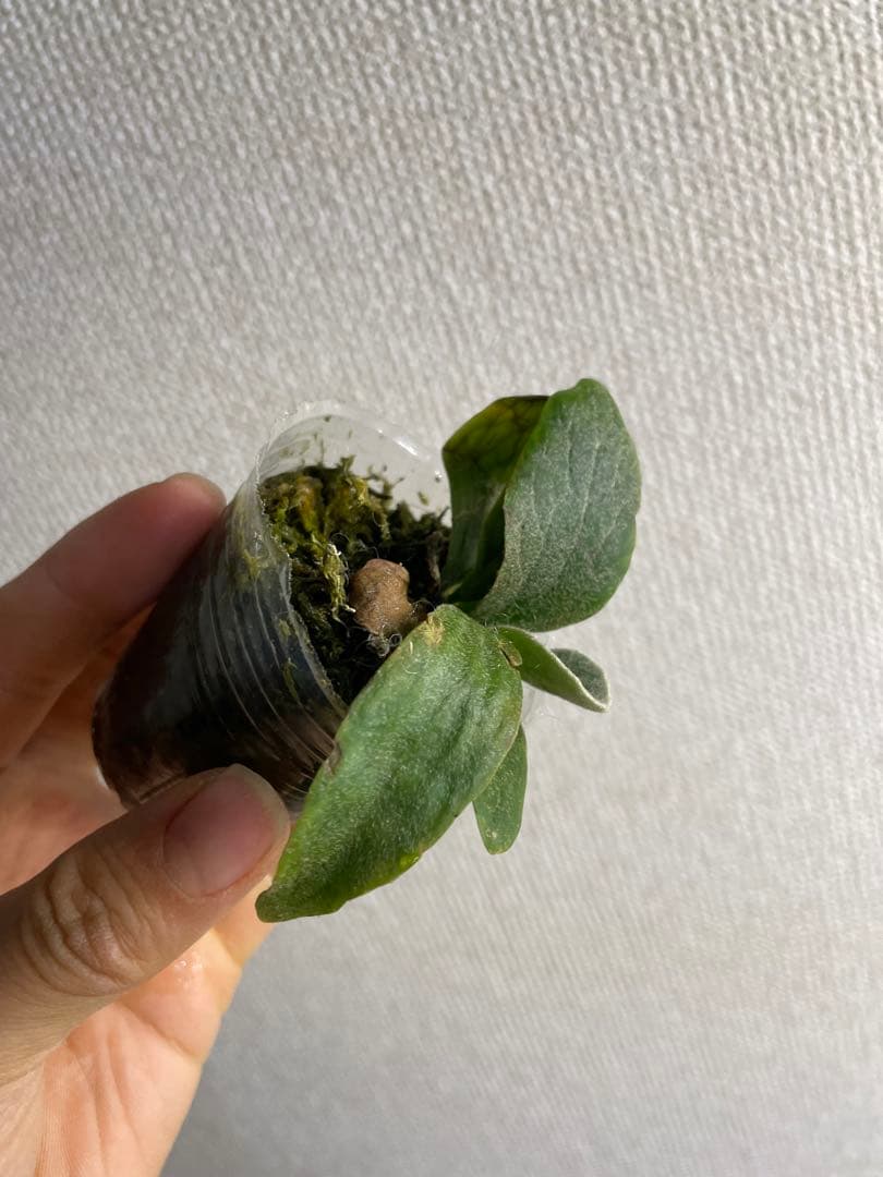 T*x様 ビカクシダ　フィッシュボーン