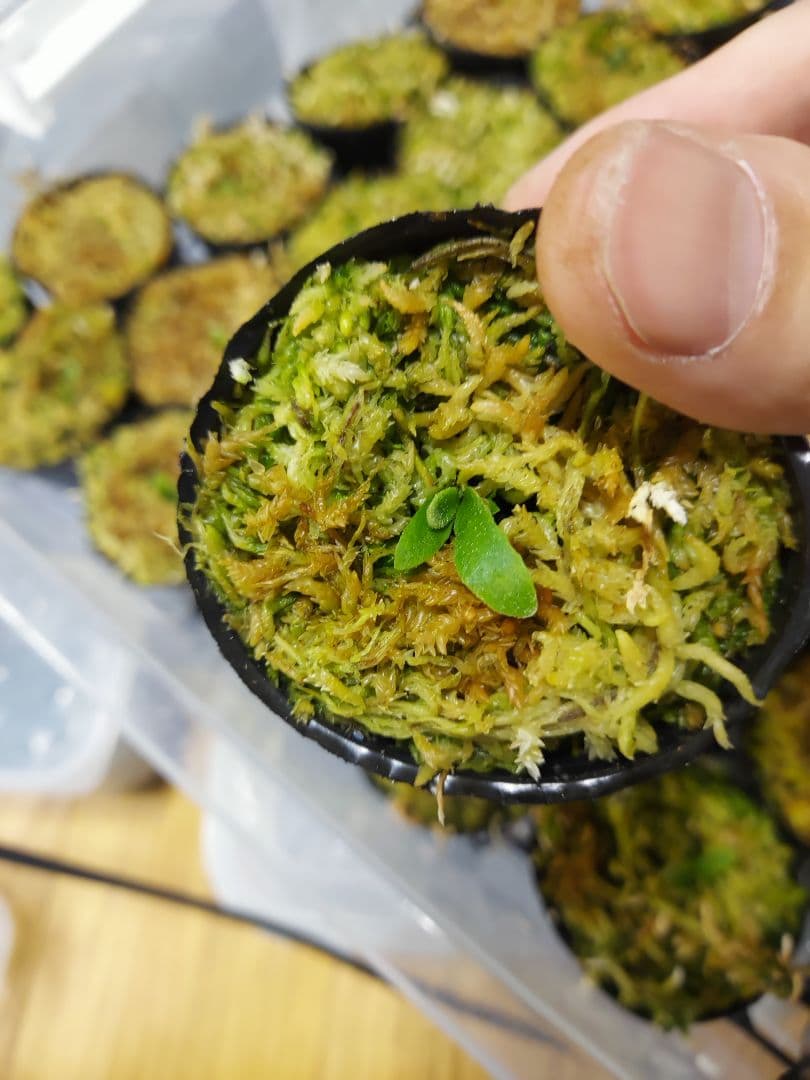 ドワーフ4株セット　胞子培養　ビカクシダ　コウモリラン