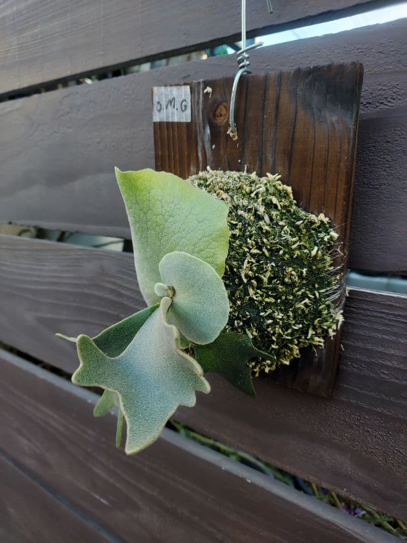 ドワーフ4株セット　胞子培養　ビカクシダ　コウモリラン