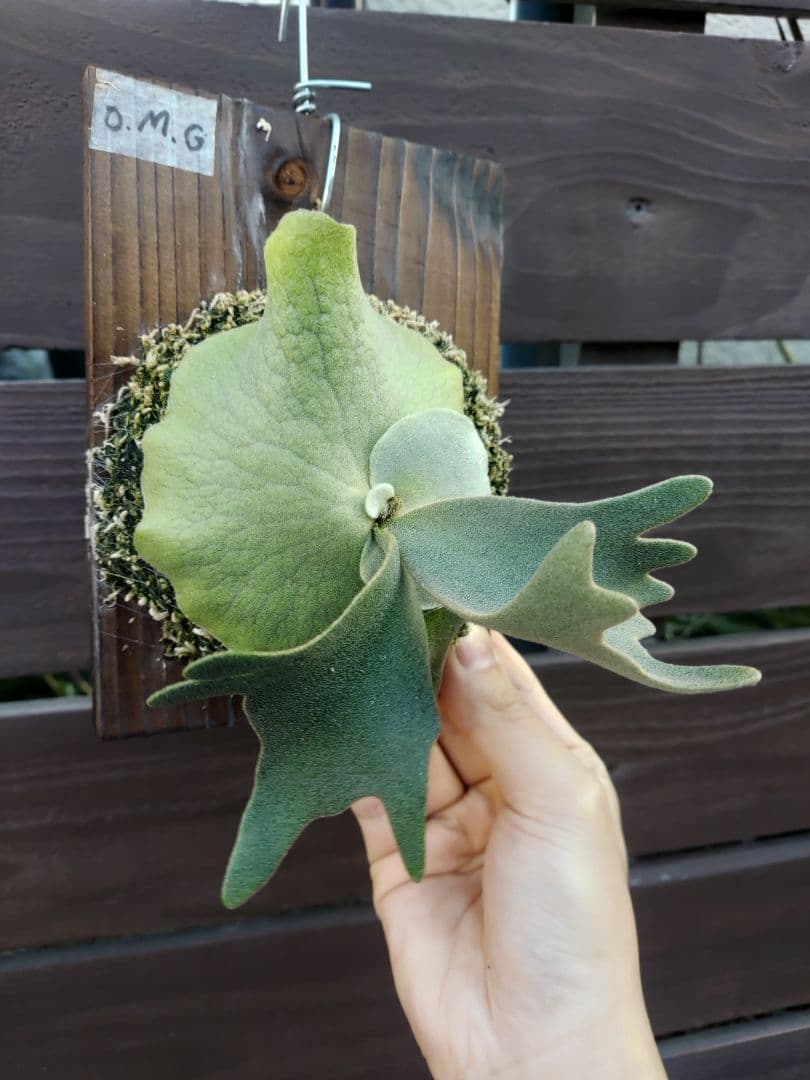 ドワーフ4株セット　胞子培養　ビカクシダ　コウモリラン