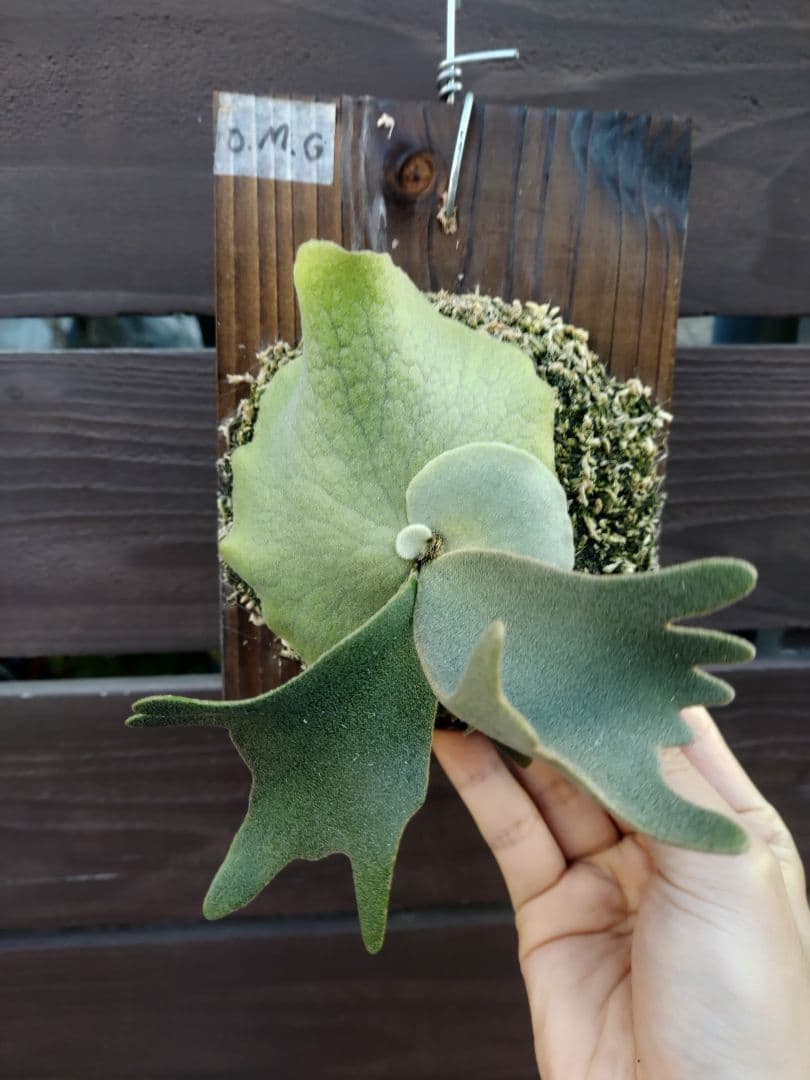 ドワーフ4株セット　胞子培養　ビカクシダ　コウモリラン