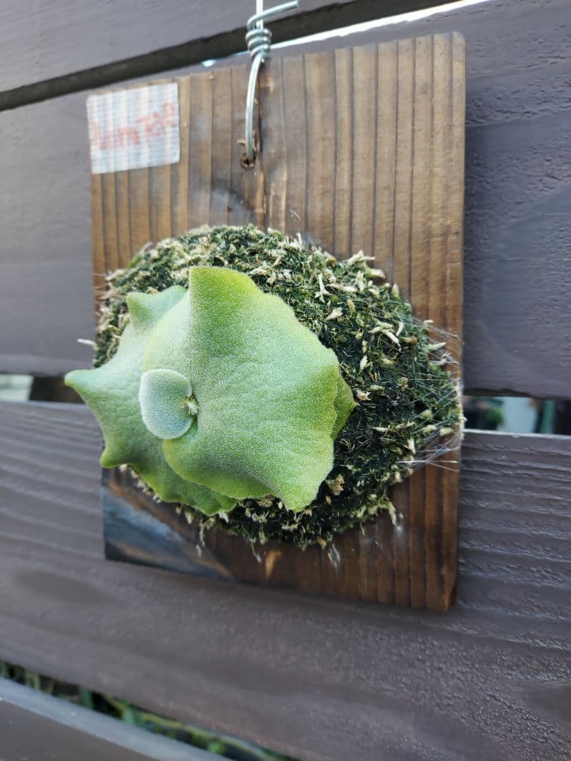 ドワーフ4株セット　胞子培養　ビカクシダ　コウモリラン