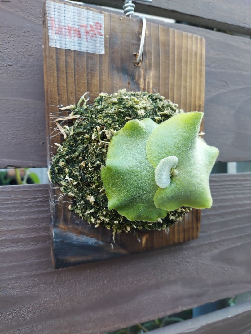 ドワーフ4株セット　胞子培養　ビカクシダ　コウモリラン