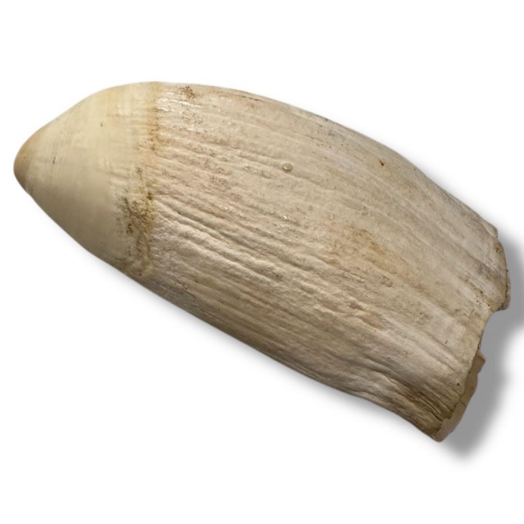 【約620g】鯨歯 標本 原歯 無加工 天然素材 コレクション 加工素材
