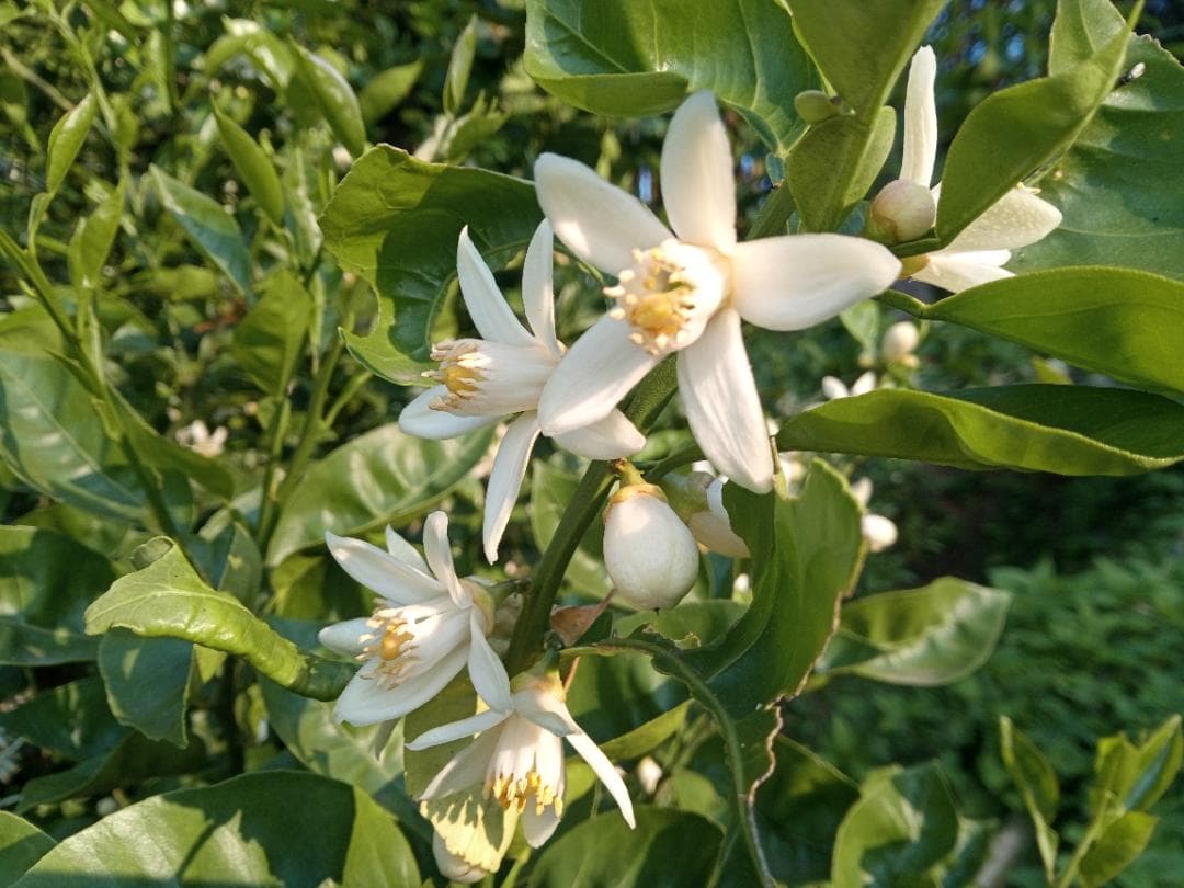 ちーちんさまご予約専用 大分県名産 フレッシュかぼす 特注品