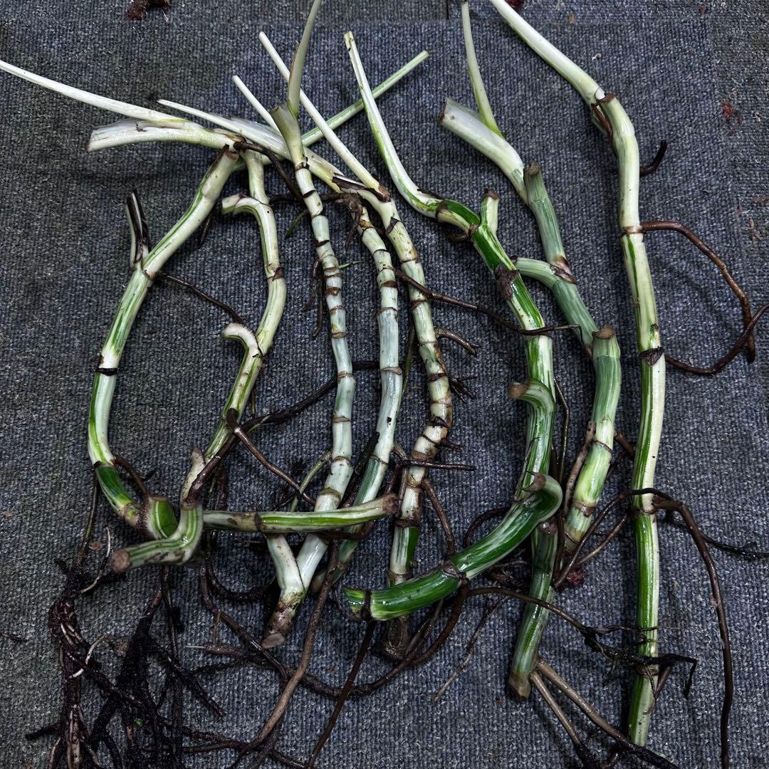 M*8様 斑入りモンステラホワイトタイガー大茎8株おまとめ