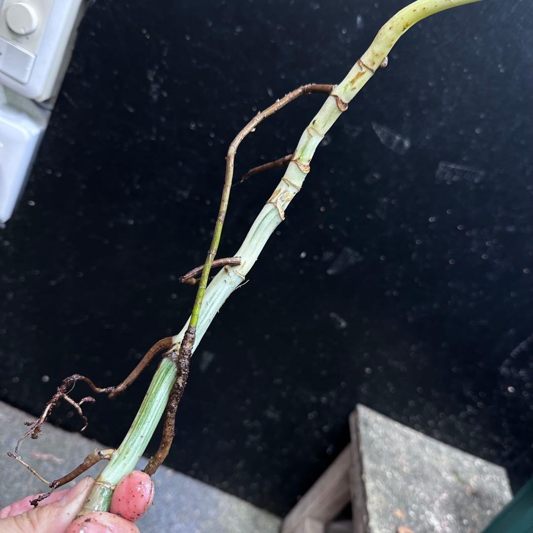 M*8様 斑入りモンステラホワイトタイガー大茎8株おまとめ