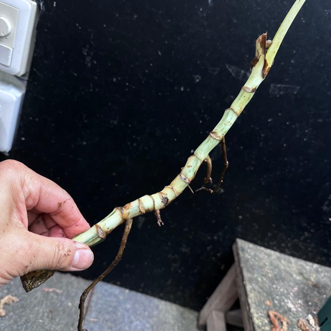 M*8様 斑入りモンステラホワイトタイガー大茎8株おまとめ