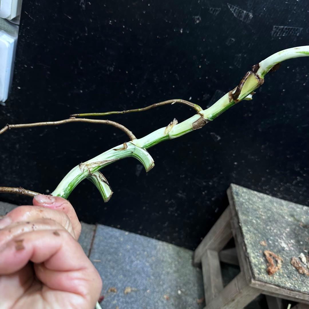 M*8様 斑入りモンステラホワイトタイガー大茎8株おまとめ