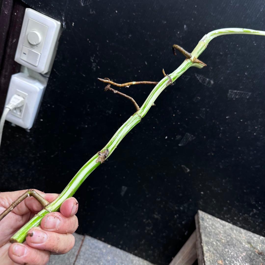 M*8様 斑入りモンステラホワイトタイガー大茎8株おまとめ