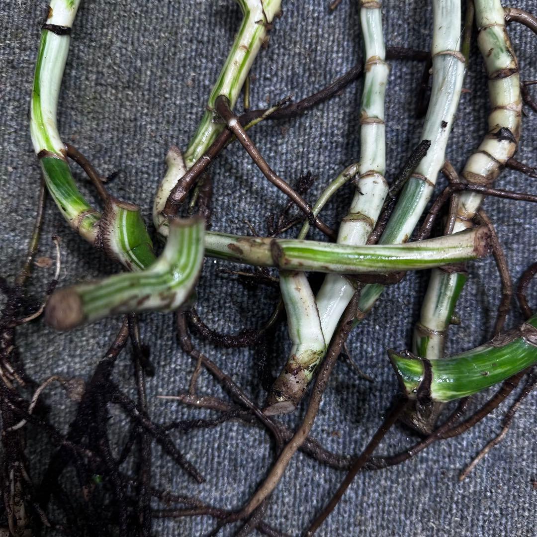 M*8様 斑入りモンステラホワイトタイガー大茎8株おまとめ