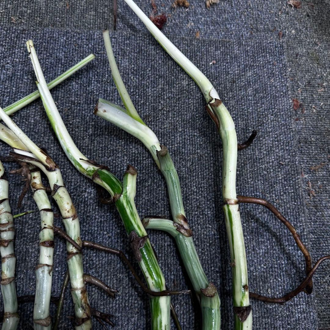 M*8様 斑入りモンステラホワイトタイガー大茎8株おまとめ