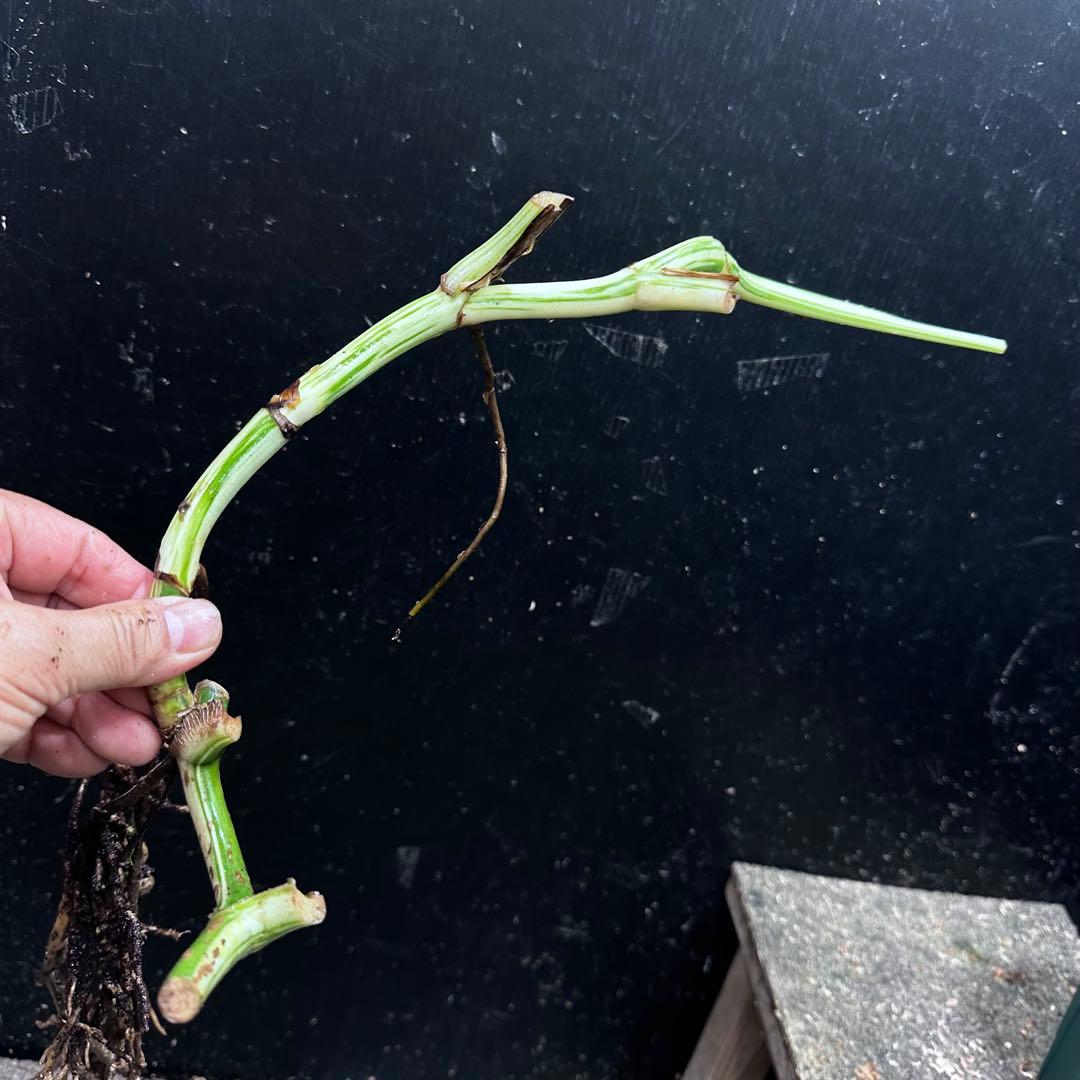 M*8様 斑入りモンステラホワイトタイガー大茎8株おまとめ