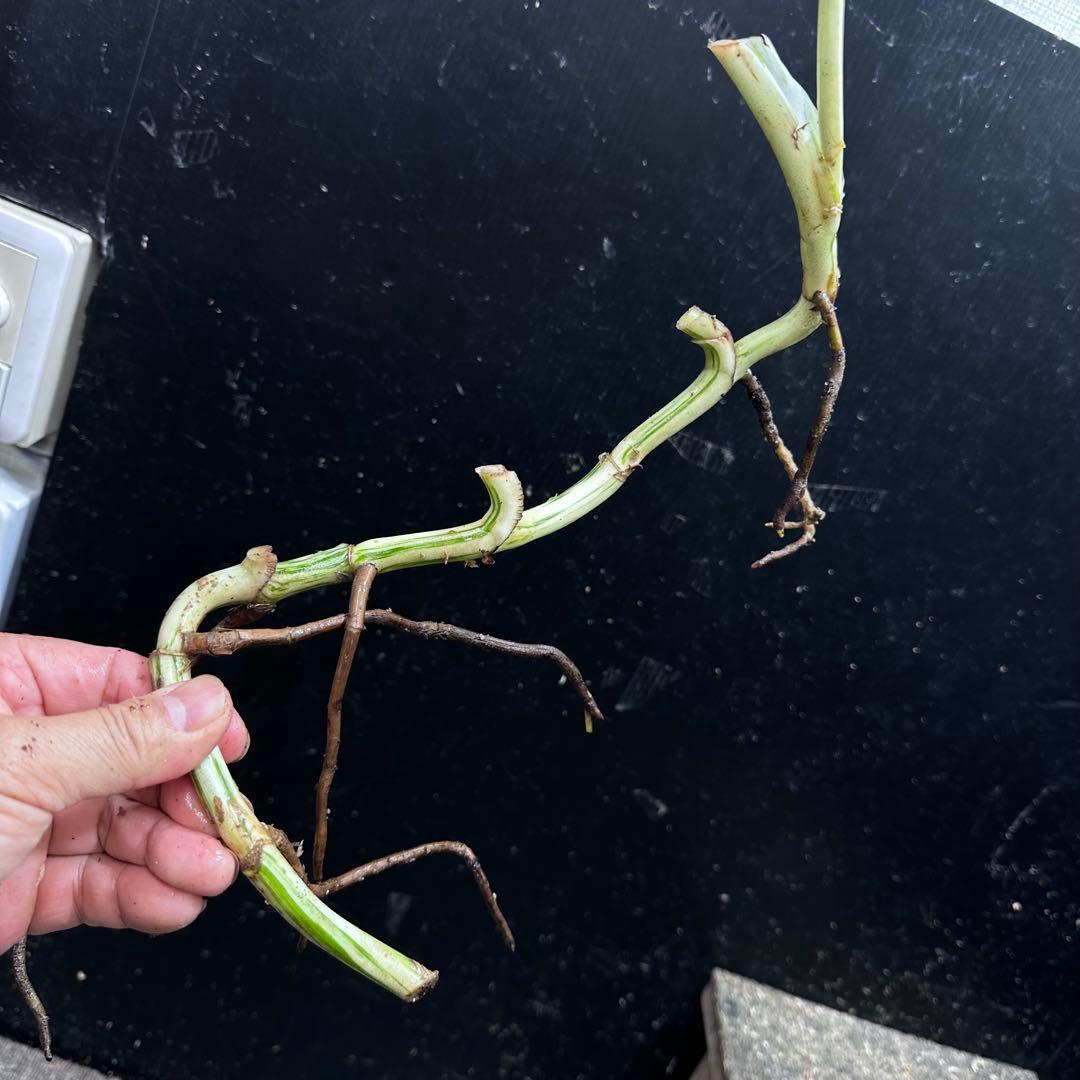 M*8様 斑入りモンステラホワイトタイガー大茎8株おまとめ