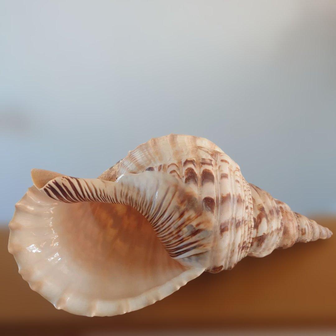 法螺貝 天然 笛 置物 ホラ貝 楽器 ほら貝