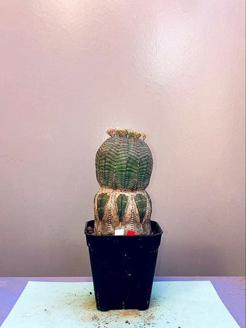 《2.5号WR》ユーフォルビア　オールドオベサ　雌株