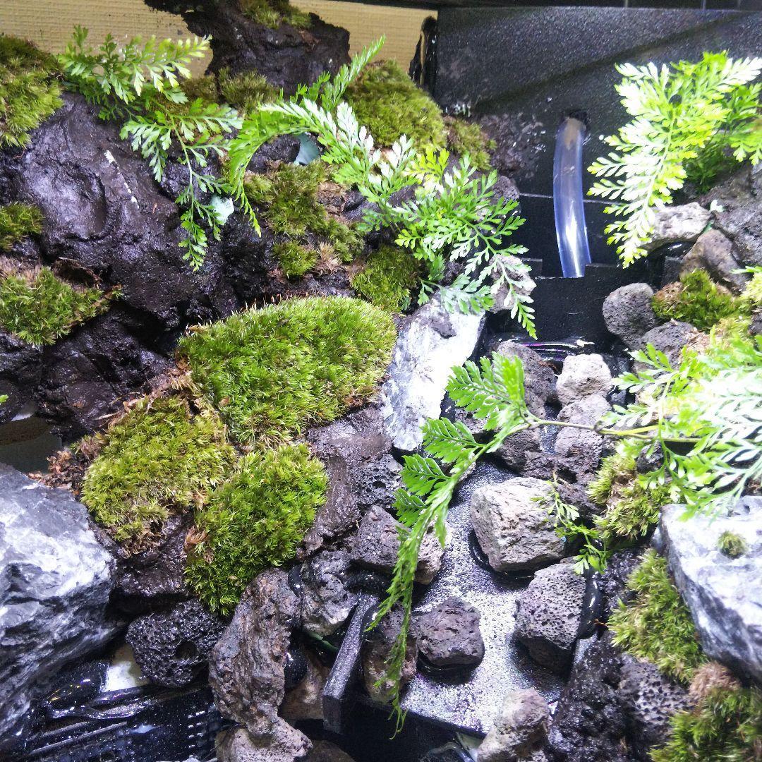 【受注生産】滝のあるアクアテラリウム　グラステラリウム 4530イモリウム