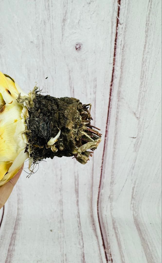 796 アガベ ユタエンシス エボリスピナ 丸型