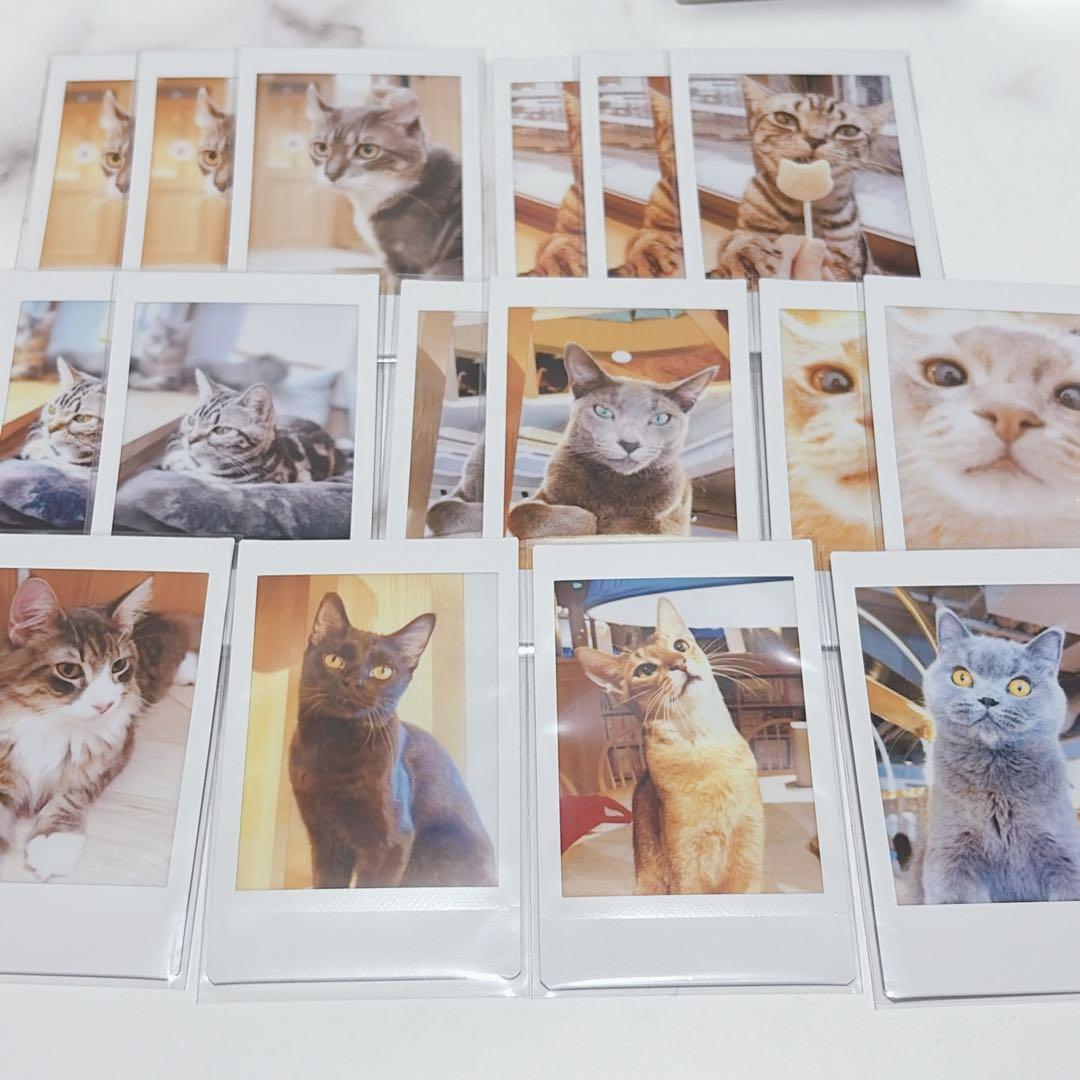 猫カフェ mocha チェキ