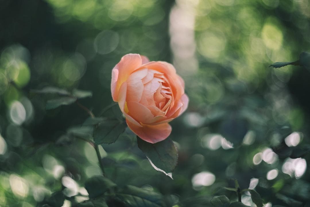 山崎ズマール！Leica Bluecoted Summar 50mm F2