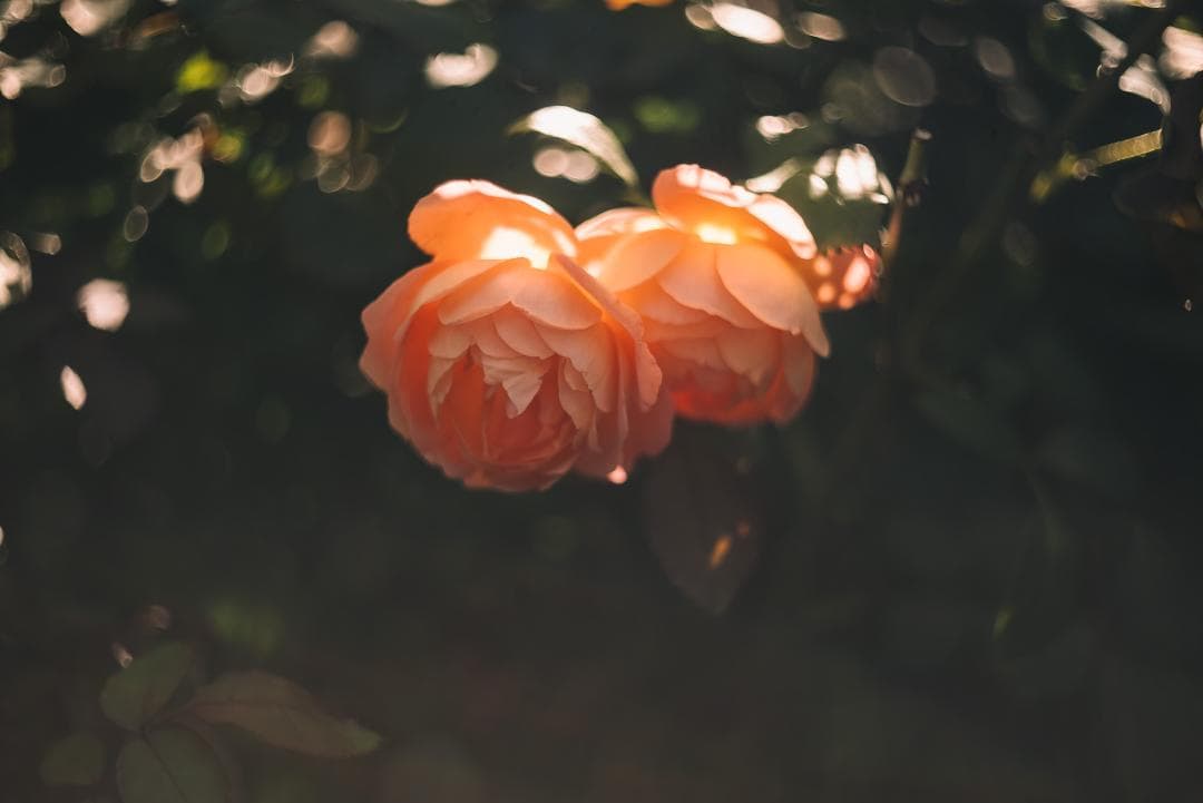 山崎ズマール！Leica Bluecoted Summar 50mm F2