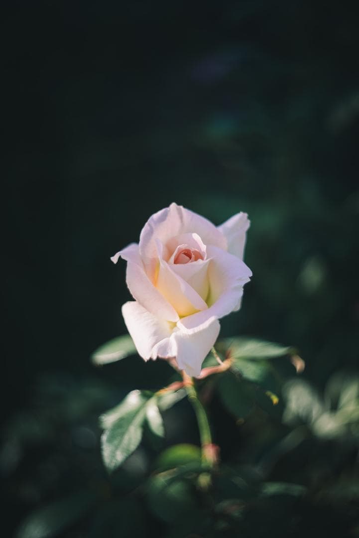 山崎ズマール！Leica Bluecoted Summar 50mm F2