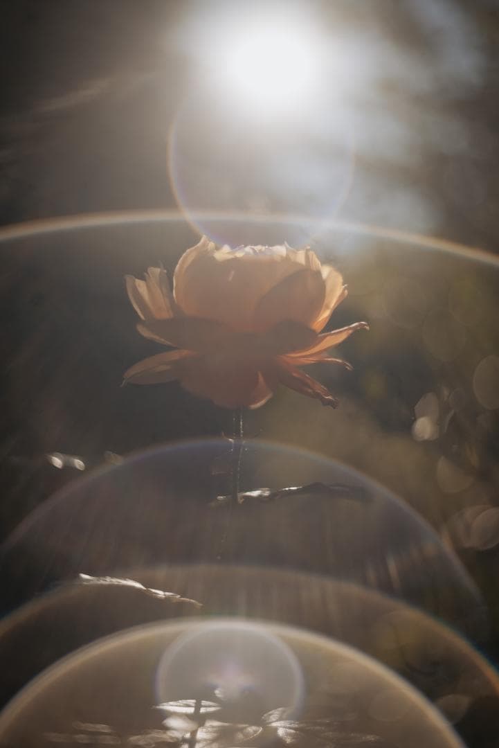 山崎ズマール！Leica Bluecoted Summar 50mm F2