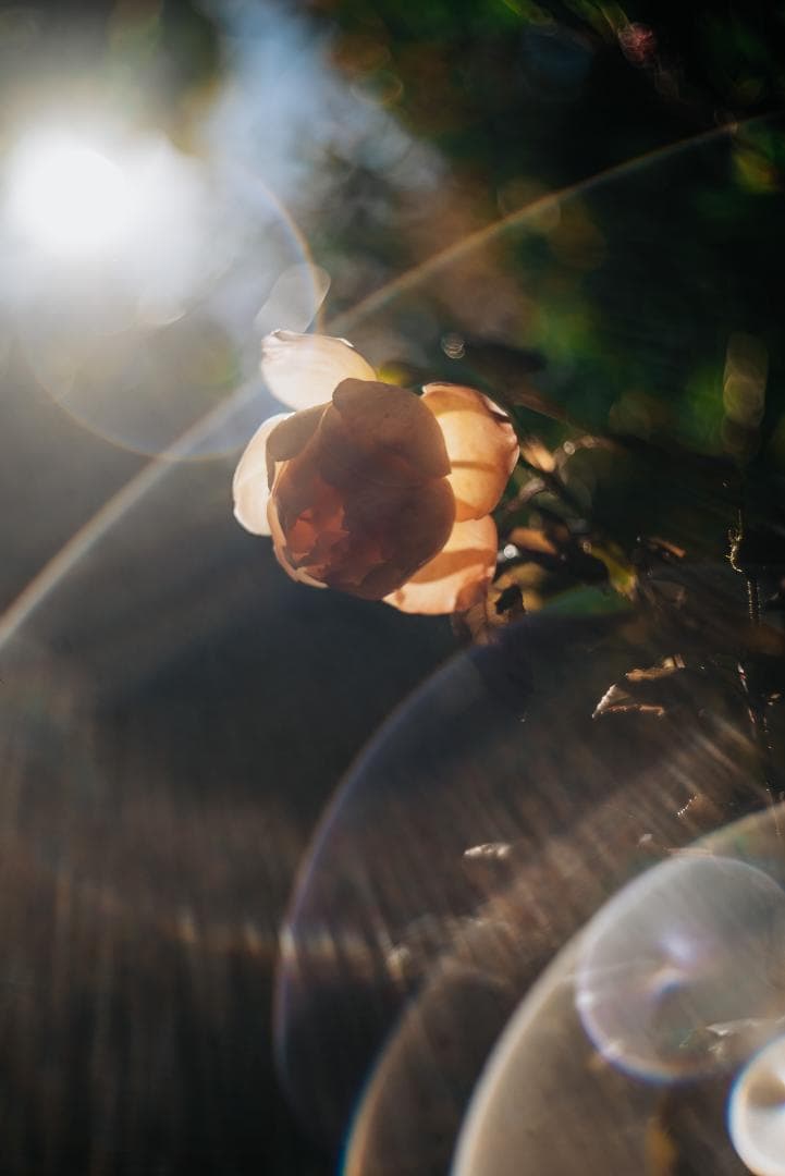 山崎ズマール！Leica Bluecoted Summar 50mm F2