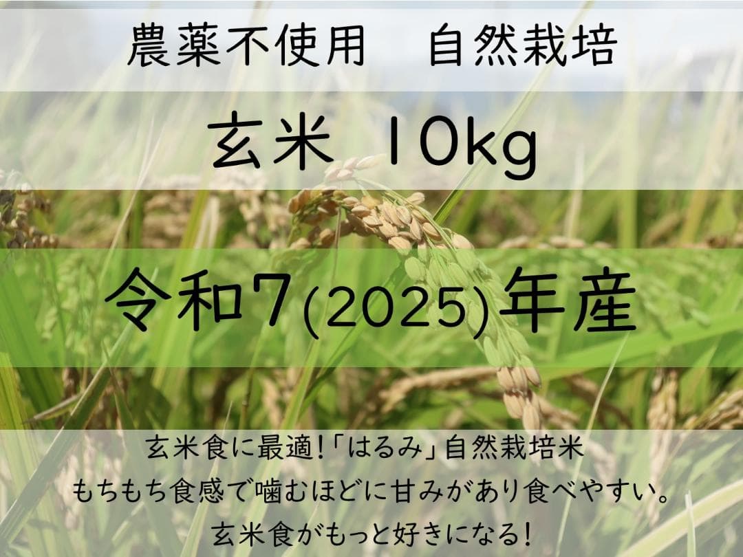 10kg　玄米食に最適「はるみ」自然栽培米　農薬不使用　玄米