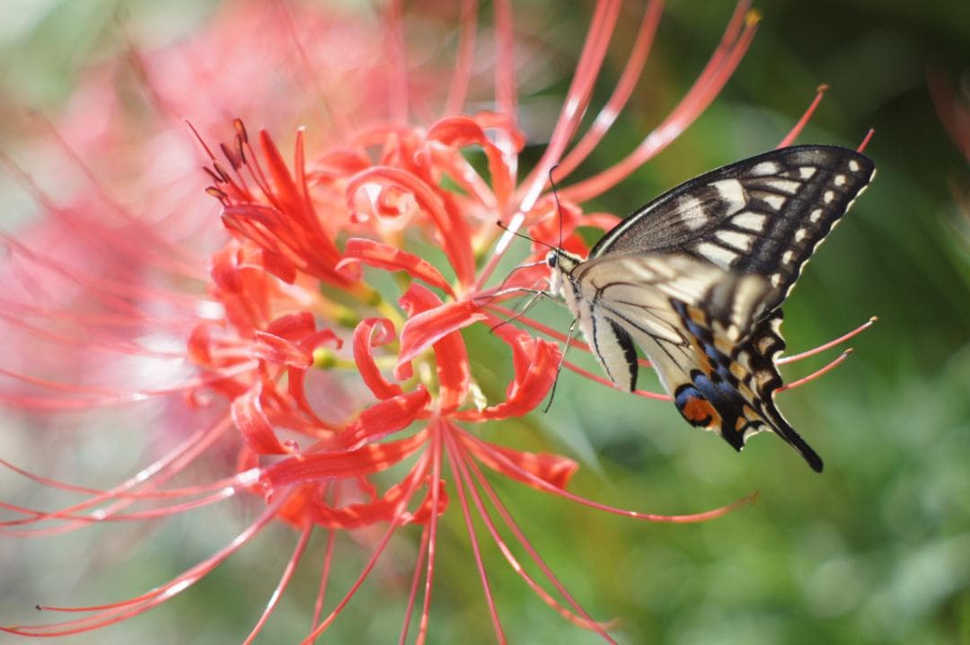 【富岡光学 ヤシカ】 Auto Yashinon-DX 50mm F2